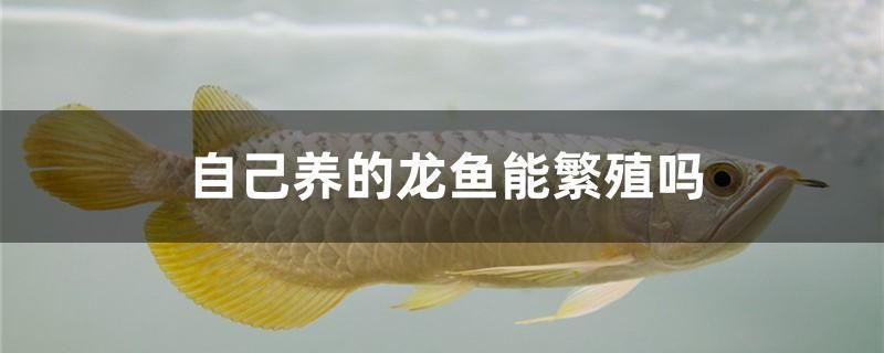 自己養(yǎng)的龍魚能繁殖嗎 龍魚疾病與治療 第1張