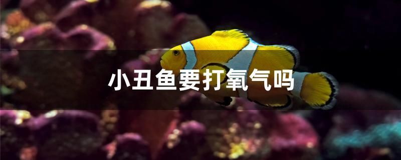 小丑魚要打氧氣嗎 福魟魟魚 第1張