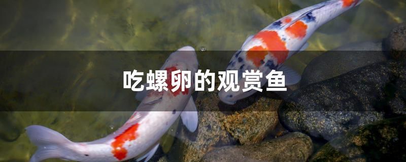 吃螺卵的觀賞魚 泰國(guó)虎魚 第1張