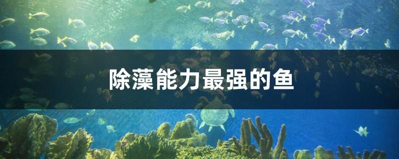 除藻能力最強的魚 黑白雙星 第1張