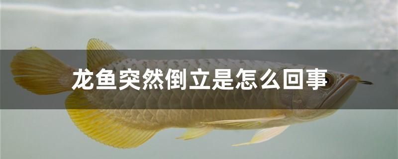 龍魚突然倒立是怎么回事 狗頭魚 第1張