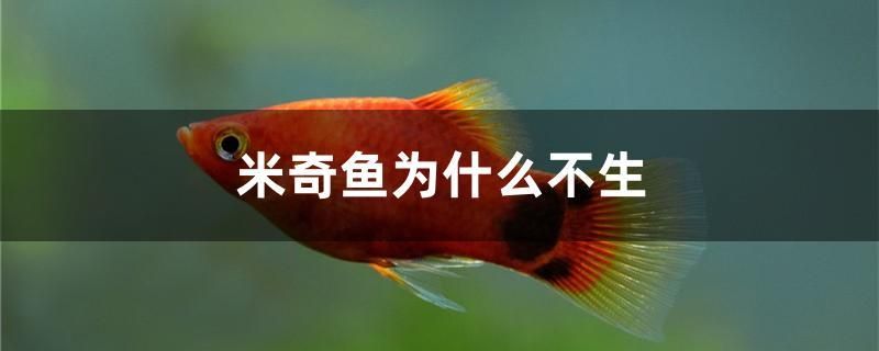 米奇魚為什么不生 蝴蝶鯉魚苗 第1張