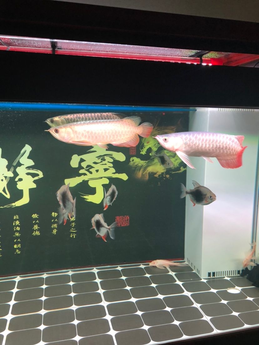 魚友幫忙看看怎么樣 觀賞魚論壇 第1張