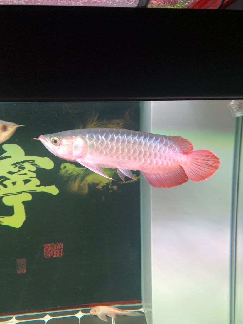 魚友幫忙看看怎么樣 觀賞魚論壇 第3張