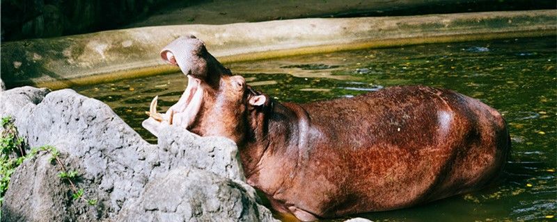 河馬是陸地動物還是水生動物生活在哪里 九鼎魚缸 第1張