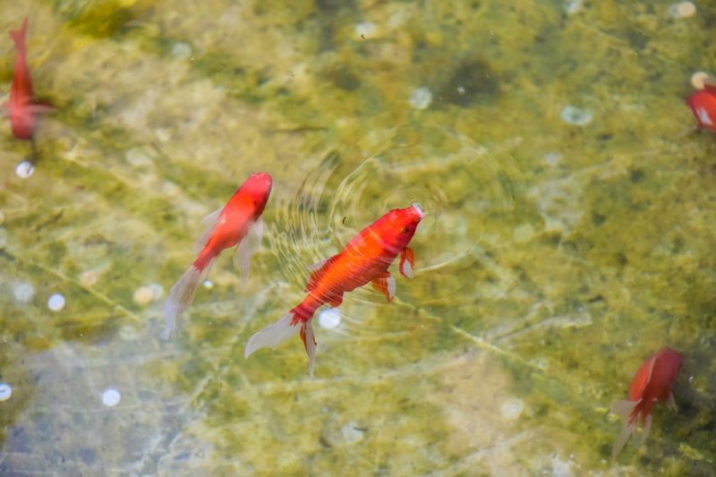 金魚怎么分公母公母能一起養(yǎng)嗎 大正錦鯉魚 第4張