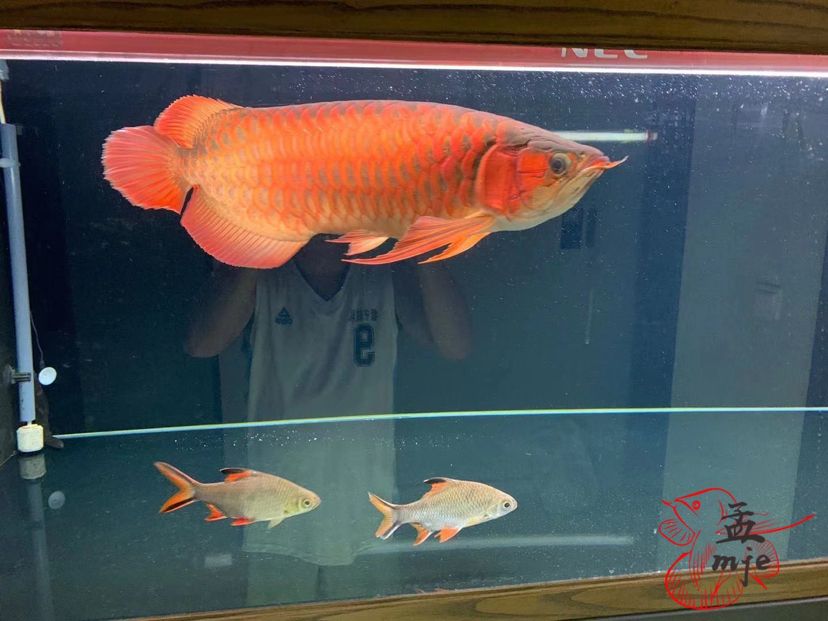 小型魚多久喂一次魚食 白條過背金龍魚 第2張