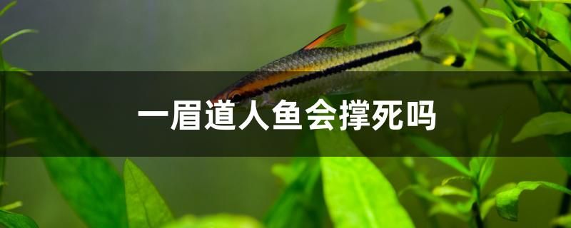 一眉道人魚會撐死嗎 泰國斗魚 第1張