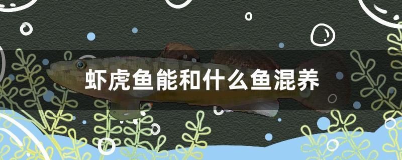 蝦虎魚能和什么魚混養(yǎng) 斑馬狗頭魚 第1張