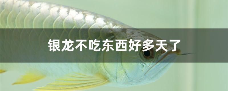 銀龍不吃東西好多天了怎么辦 觀賞魚疾病 第1張