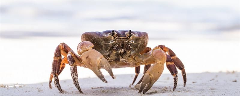 釣螃蟹用什么餌料最好釣底還是釣浮