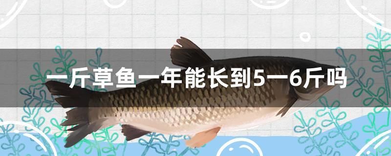 一斤草魚一年能長到5一6斤嗎 觀賞魚批發(fā) 第1張