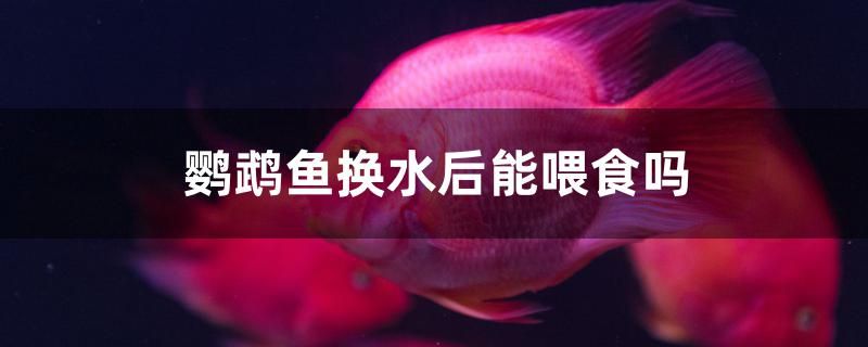 鸚鵡魚換水后能喂食嗎