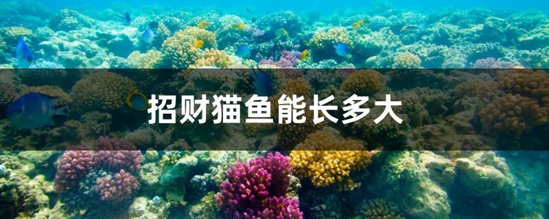 招財(cái)貓魚(yú)能長(zhǎng)多大