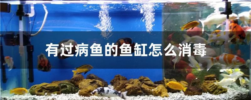 有過病魚的魚缸怎么消毒 龍魚百科 第1張