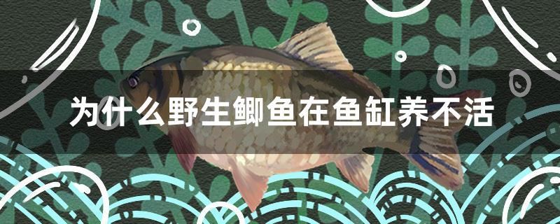 為什么野生鯽魚在魚缸養(yǎng)不活 巴卡雷龍魚 第1張