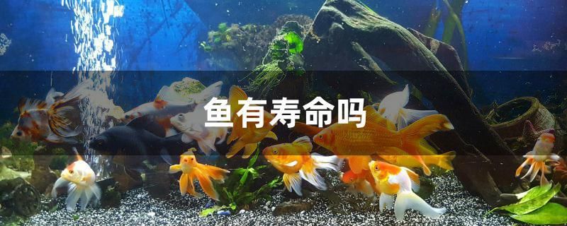 魚有壽命嗎