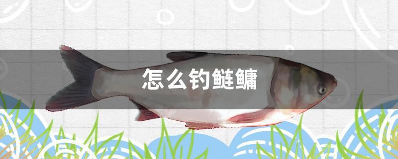 怎么釣鰱鳙 七彩神仙魚(yú) 第1張