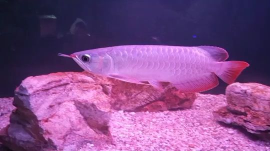 水族箱魚(yú)缸圖片：水族箱魚(yú)缸圖片大全 紅龍魚(yú)魚(yú)糧飼料