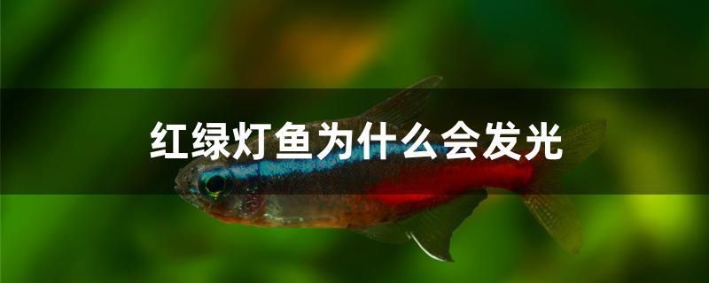 紅綠燈魚為什么會發(fā)光 狗仔招財貓魚 第1張