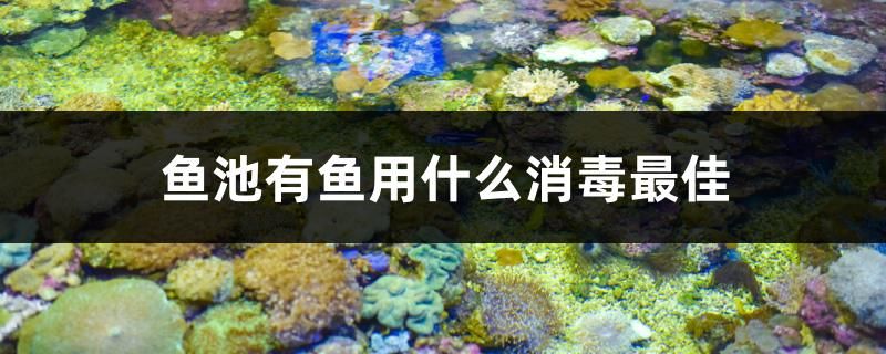 魚池有魚用什么消毒最佳 祥龍龍魚專用水族燈 第1張