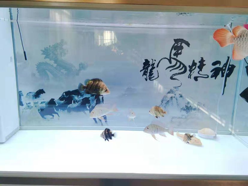 買(mǎi)的二手魚(yú)缸怎么清理干凈水垢（買(mǎi)個(gè)二手魚(yú)缸回來(lái)怎么清洗） 白化火箭魚(yú)