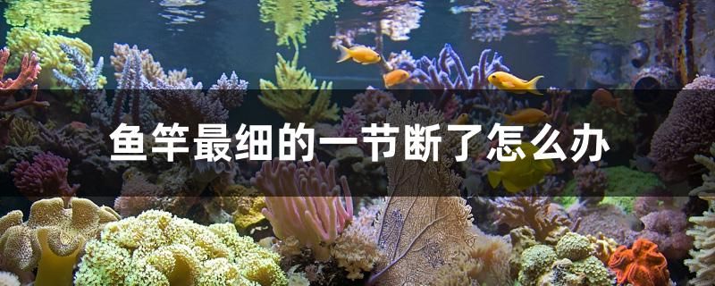 魚竿最細(xì)的一節(jié)斷了怎么辦 魚糧魚藥 第1張