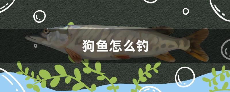 狗魚怎么釣 球鯊魚 第1張