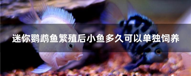 迷你鸚鵡魚繁殖后小魚多久可以單獨(dú)飼養(yǎng) 申古銀版魚 第1張