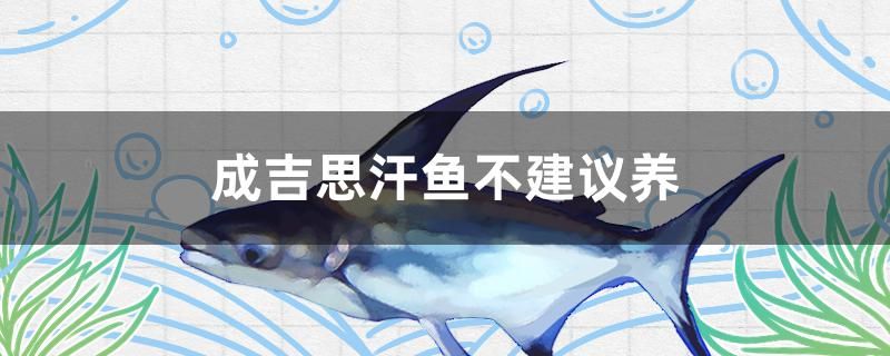 成吉思汗魚(yú)為什么不建議養(yǎng)