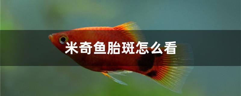 米奇魚胎斑怎么看 國產元寶鳳凰魚 第1張