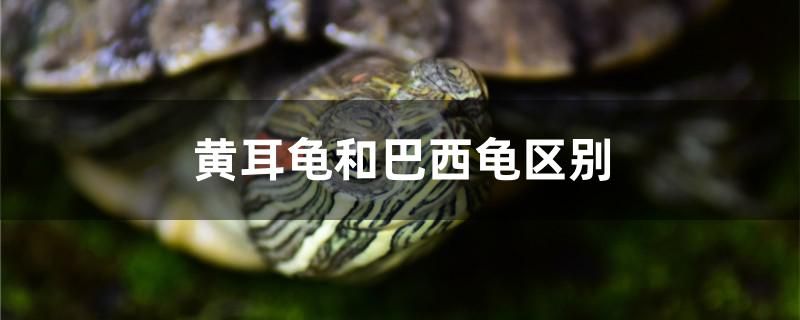 黃耳龜和巴西龜區(qū)別