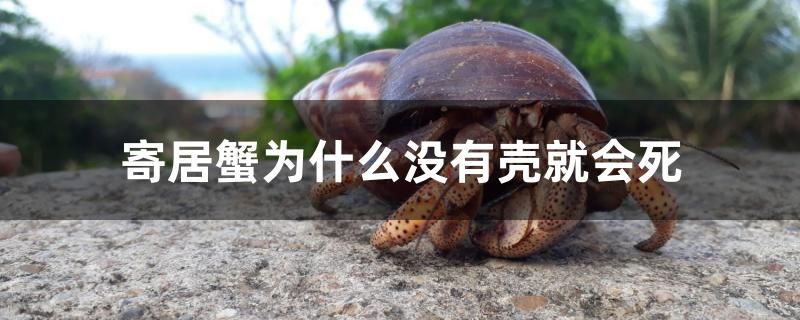 寄居蟹為什么沒有殼就會死 哥倫比亞巨暴魚苗 第1張