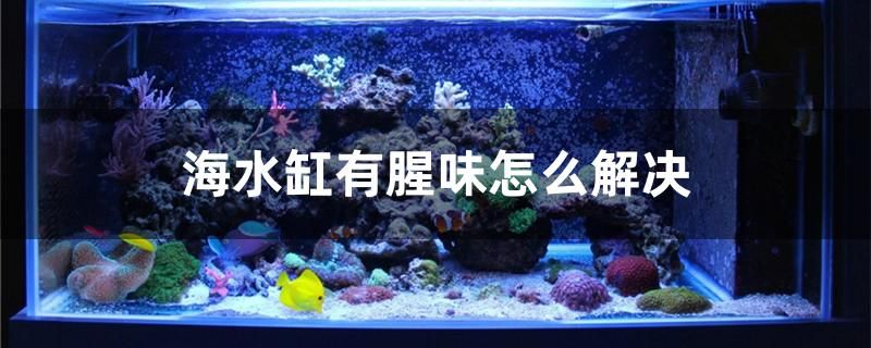 海水缸有腥味怎么解決 高背金龍魚(yú) 第1張