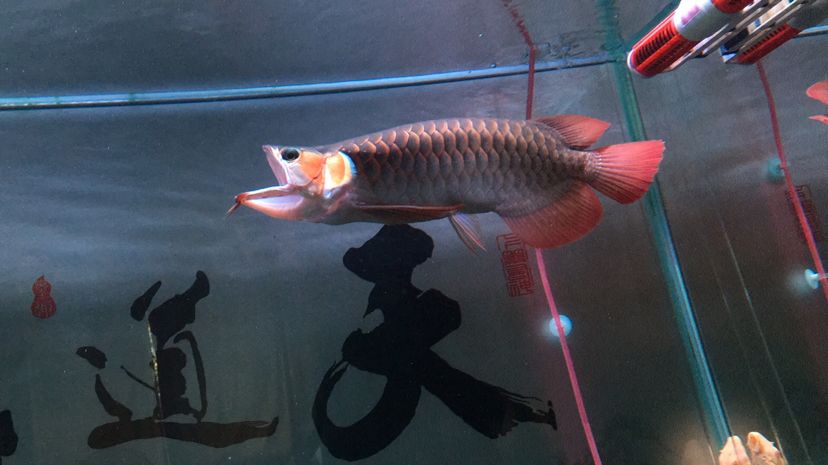 阿拉善盟水族批發(fā)市場(chǎng)在哪里呀（哈爾濱漢沽裝飾） 藍(lán)底過(guò)背金龍魚 第2張