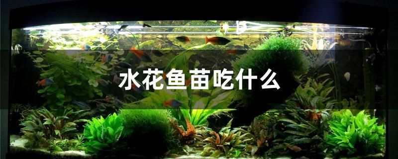 水花魚苗吃什么 白子關(guān)刀魚 第1張