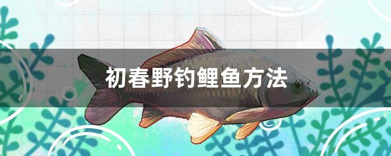 初春野釣鯉魚方法