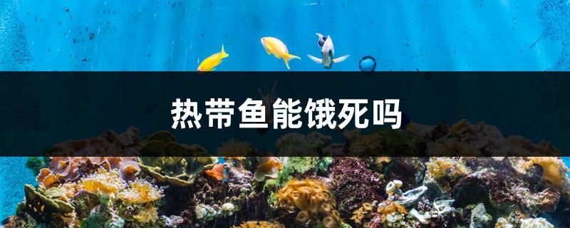 熱帶魚能餓死嗎 充氧泵 第1張