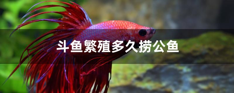 斗魚繁殖多久撈公魚 紅龍魚魚糧飼料 第1張