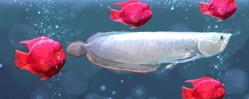 銀龍魚(yú)多久喂一次多久換一次水 雙線側(cè)魚(yú) 第1張