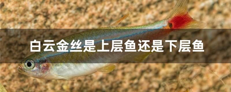 白云金絲是上層魚還是下層魚 廣州景觀設計 第1張