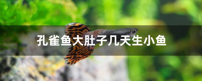 孔雀魚(yú)大肚子幾天生小魚(yú) 水族燈（魚(yú)缸燈） 第1張