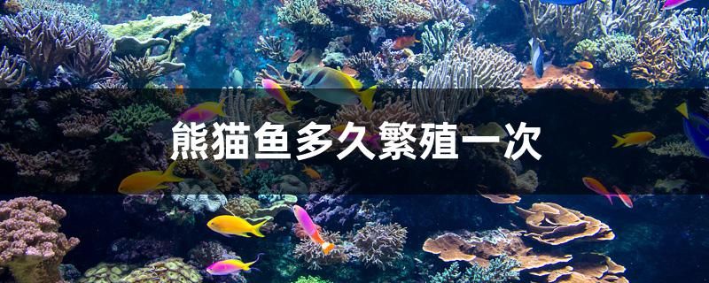 熊貓魚多久繁殖一次 星點金龍魚 第1張