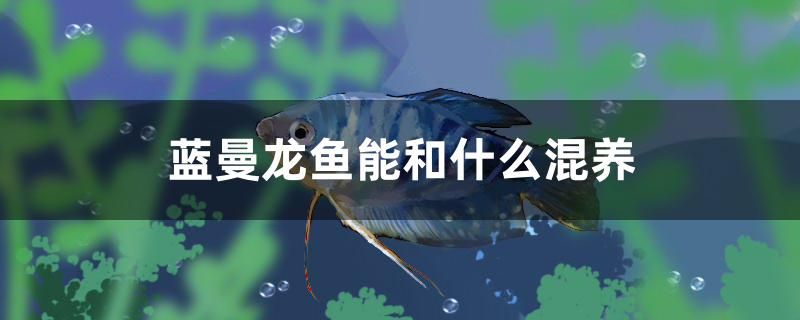 藍(lán)曼龍魚能和什么混養(yǎng) 細(xì)線銀版魚 第1張