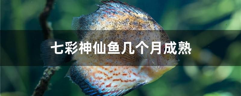 七彩神仙魚幾個月成熟 夢幻雷龍魚 第1張