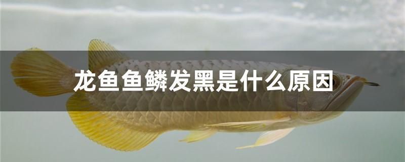 龍魚(yú)魚(yú)鱗發(fā)黑是什么原因