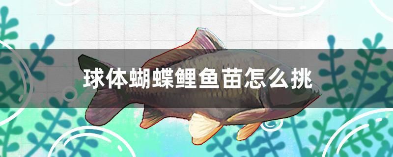 球體蝴蝶鯉魚苗怎么挑