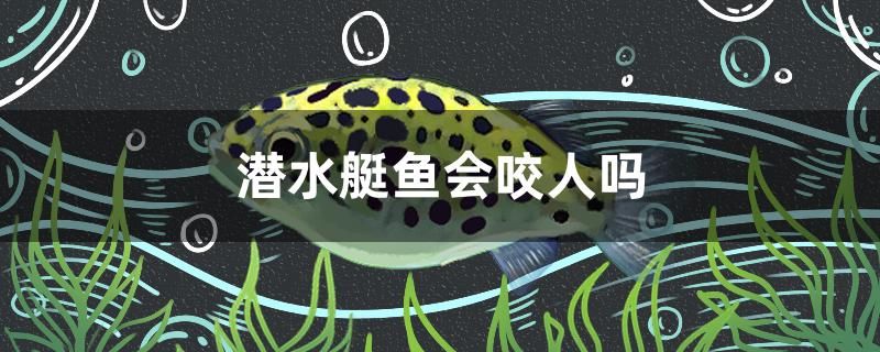 潛水艇魚會咬人嗎 祥龍金禾金龍魚 第1張