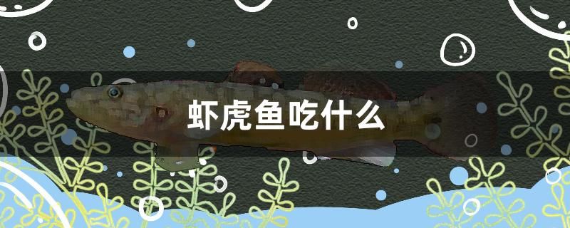 蝦虎魚吃什么 虎魚魚苗 第1張