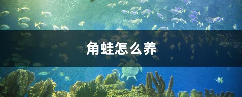 角蛙怎么養(yǎng) 稀有金龍魚 第1張